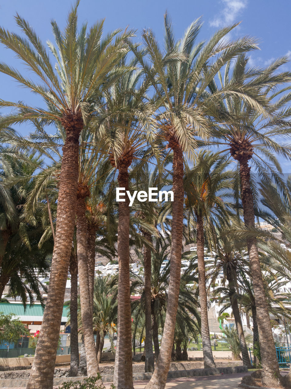 COCONUT PALM TREES AGAINST SKY