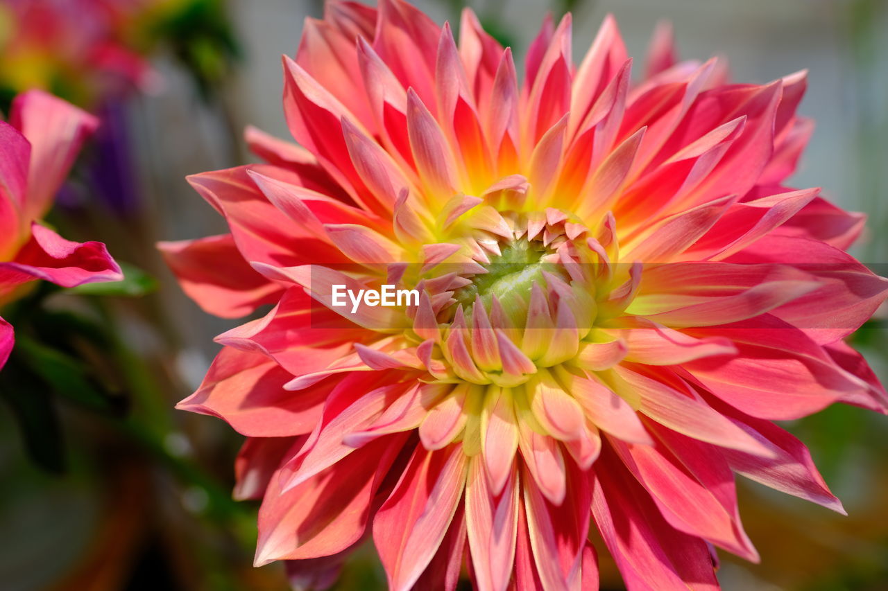 Close-up of pink dahlia