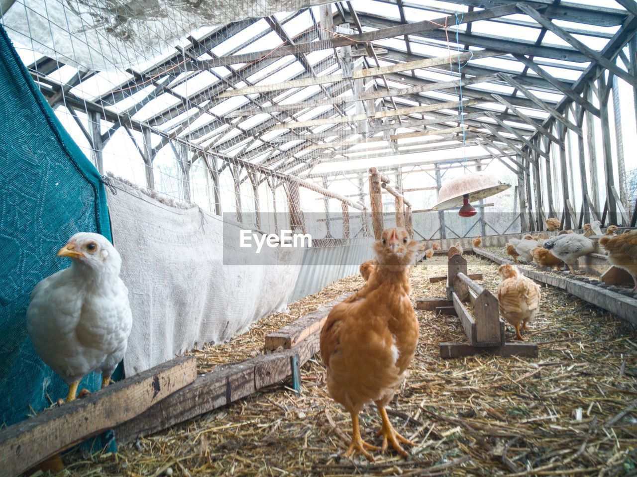 View of birds in farm