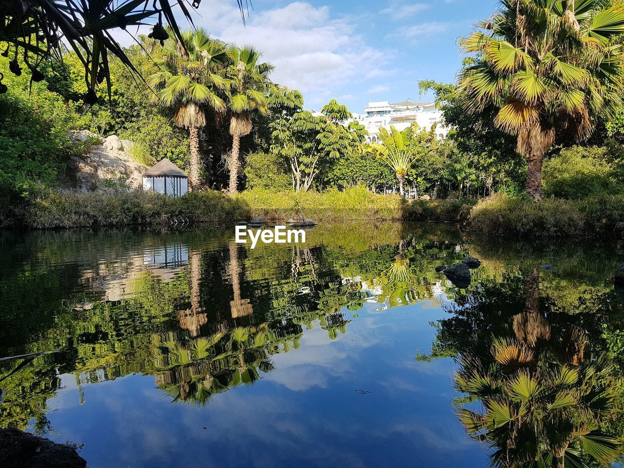 REFLECTION OF TREES IN LAKE