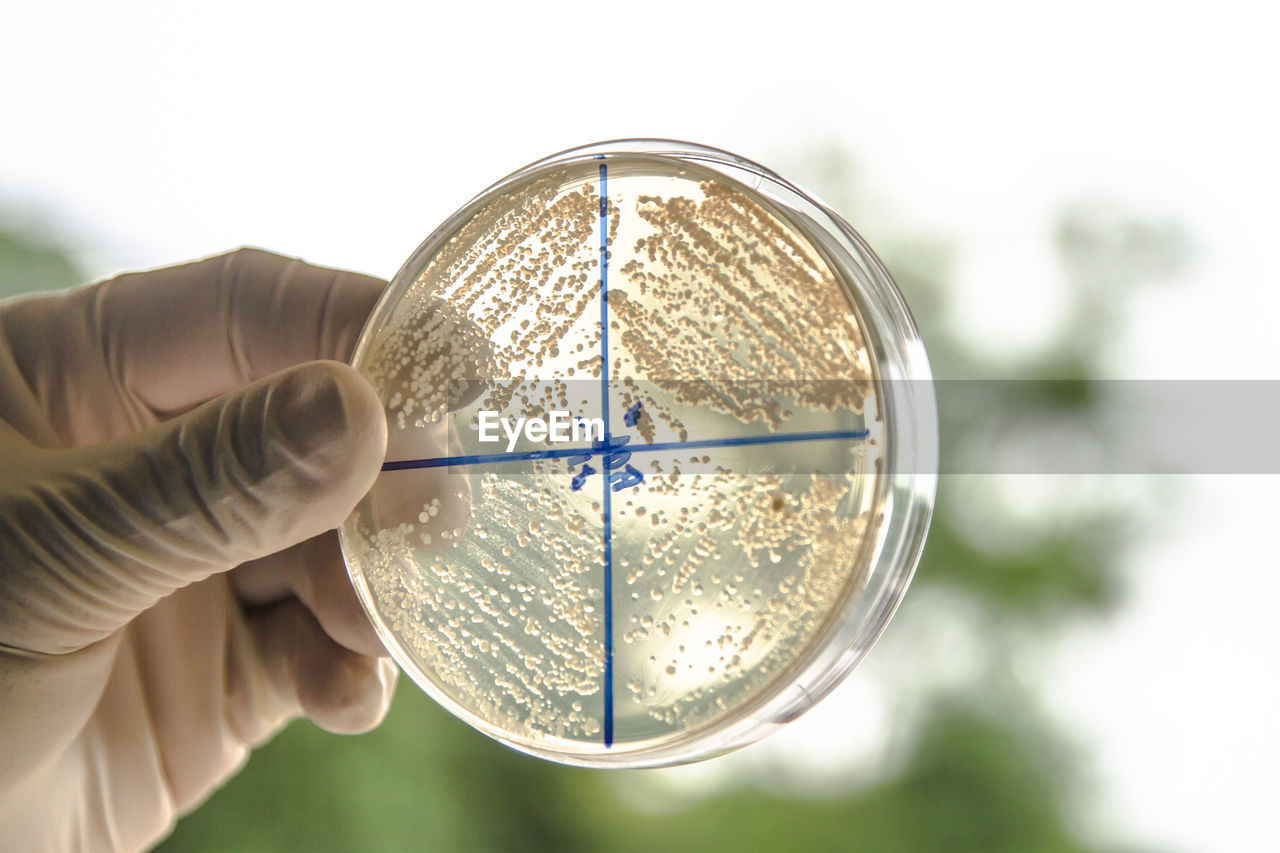 Cropped hand of scientist holding medical sample