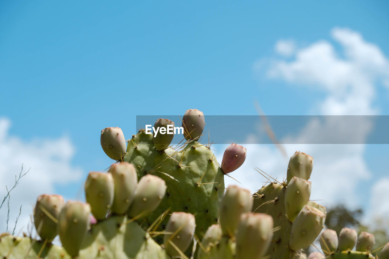 CLOSE-UP OF FLOWERING PLANT AGAINST SKY