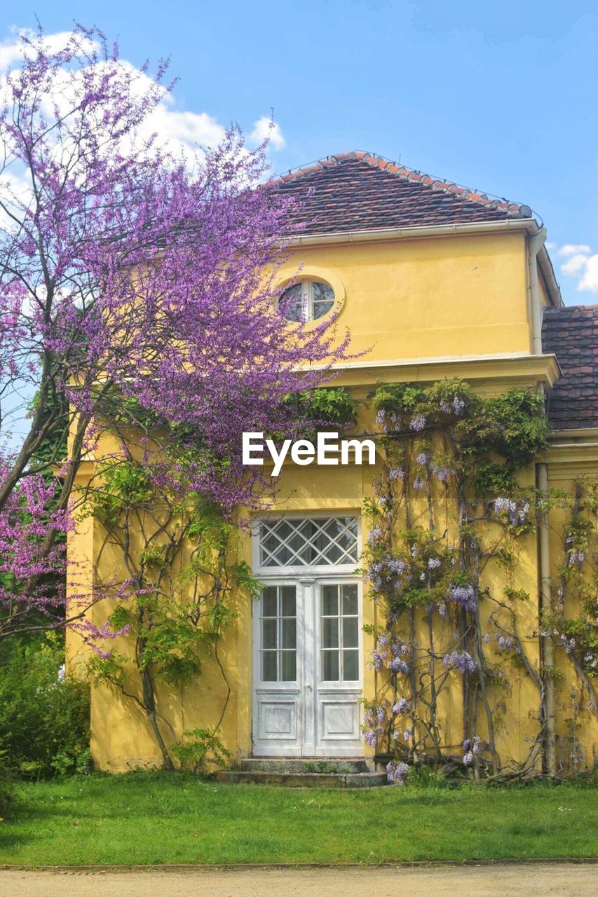 FLOWER TREE BY HOUSE