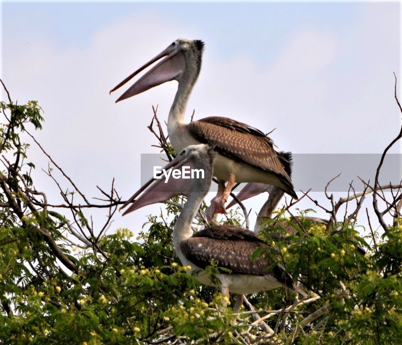 A pair of spot-billed pelican, scientific name pelecanus philippensis. kokkerabellur, karnataka.