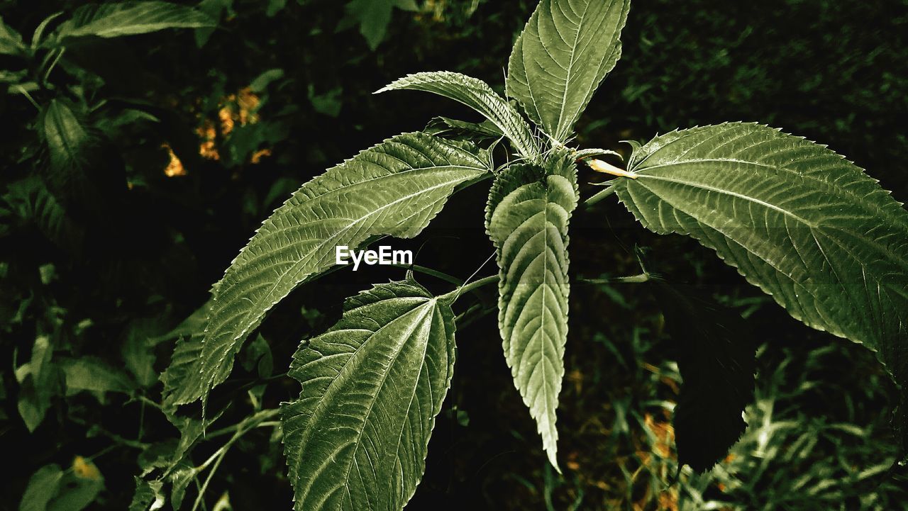 Close-up of plant