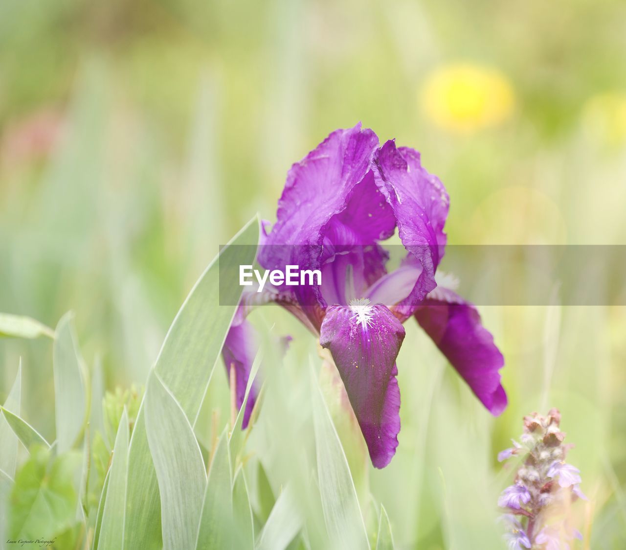 plant, flower, flowering plant, beauty in nature, freshness, purple, nature, close-up, growth, fragility, petal, iris, flower head, springtime, focus on foreground, inflorescence, human eye, selective focus, outdoors, plant part, macro photography, green, leaf, blossom, field, summer, sunlight, day, land, pink, botany, environment
