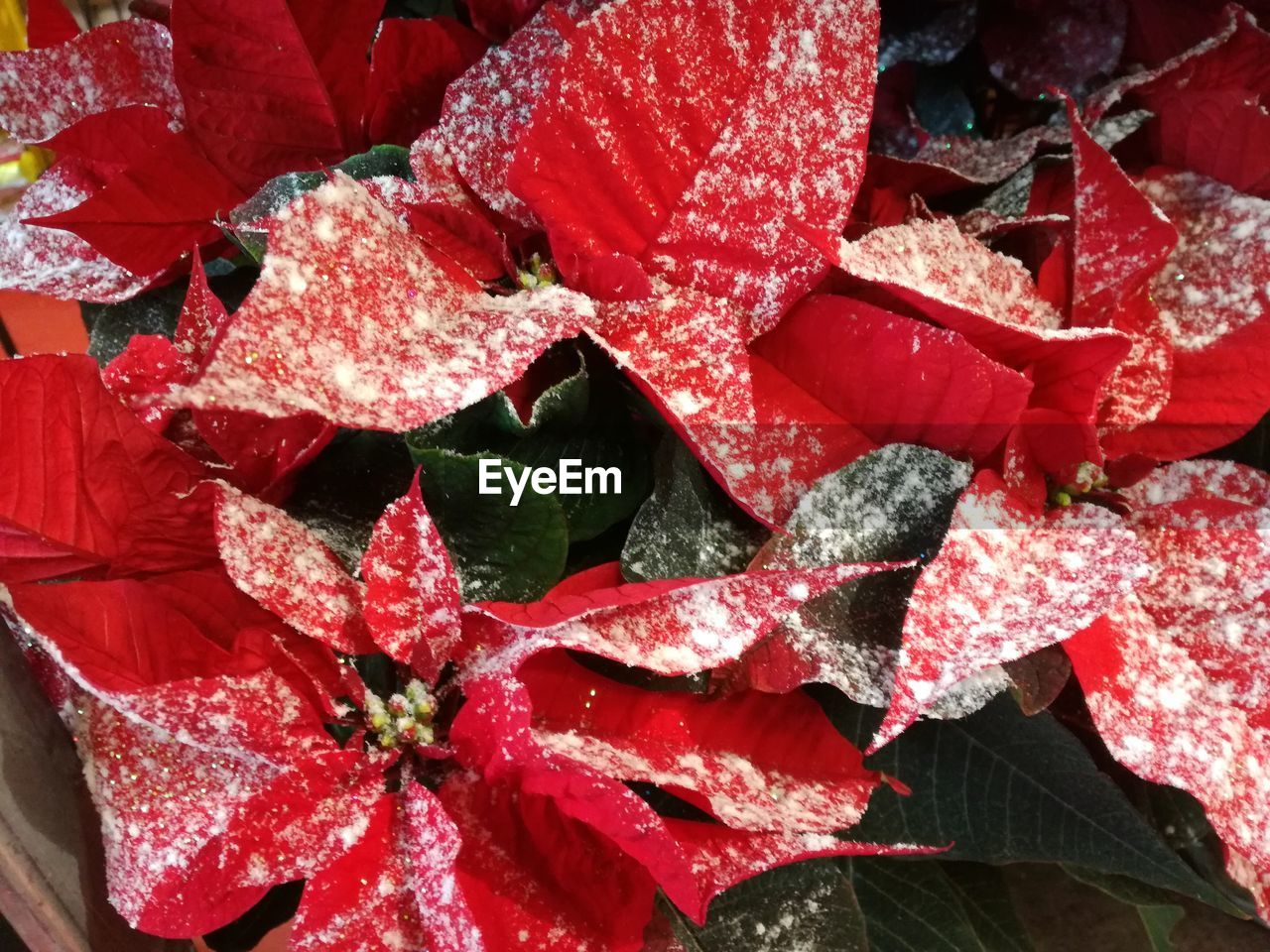 Full frame shot of frozen plants