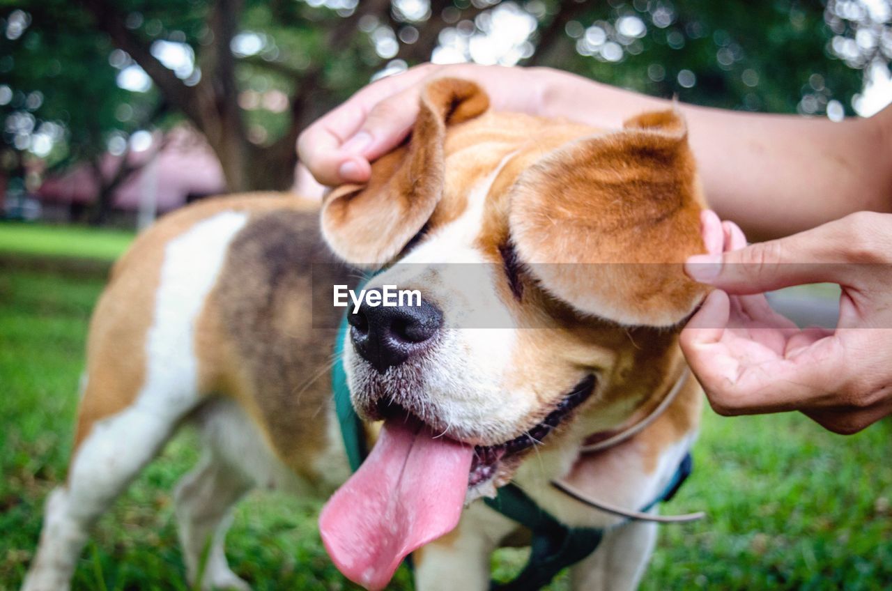 Close-up of woman holding dog