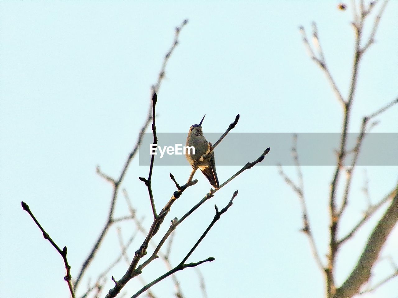 LOW ANGLE VIEW OF A BIRD PERCHING ON BRANCH