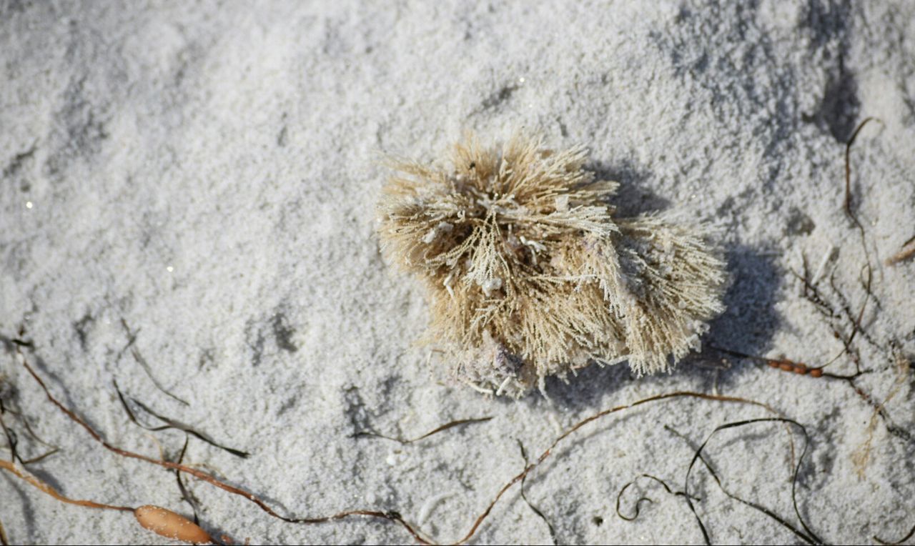 CLOSE-UP VIEW OF SAND ON SANDY BEACH