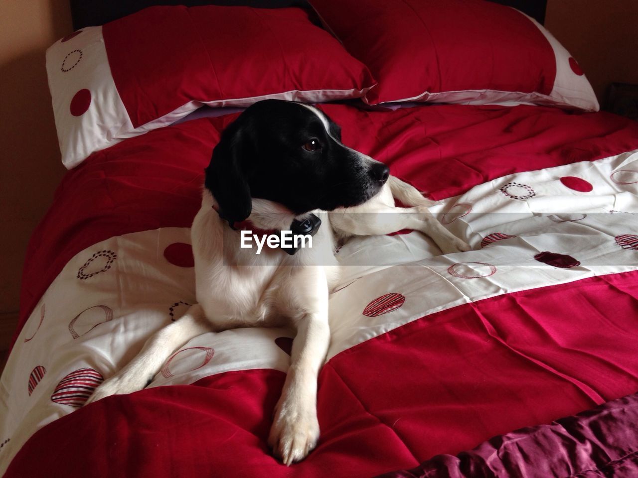 Dog relaxing on bed at home