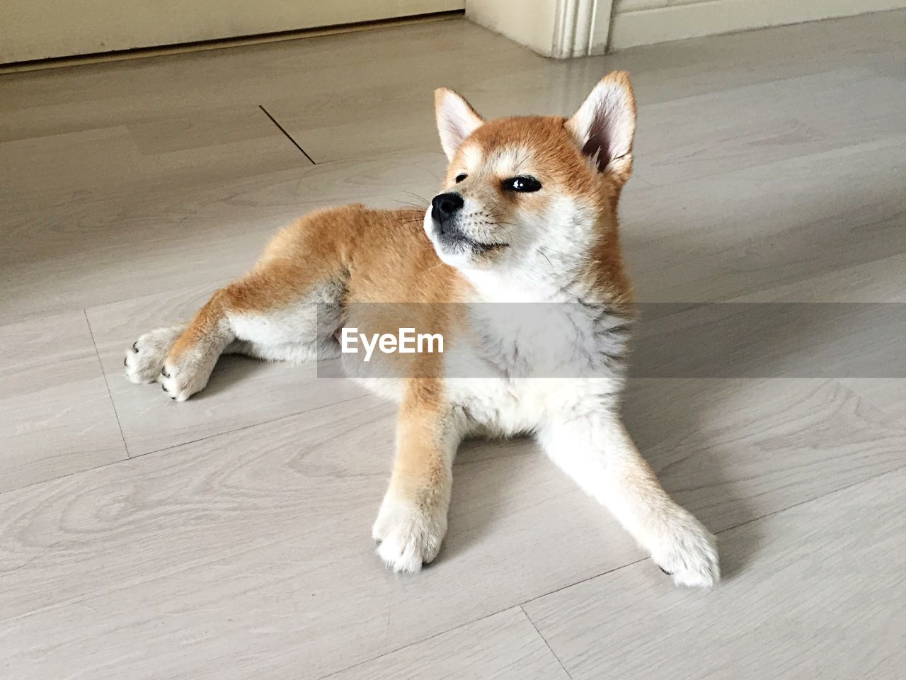 HIGH ANGLE VIEW OF DOG SITTING ON CARPET