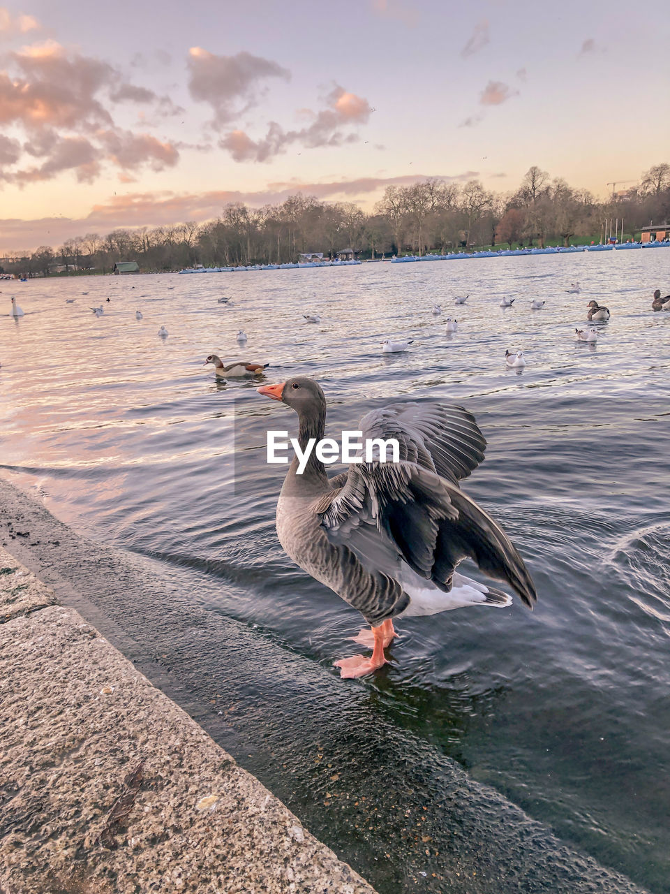 Duck swimming in lake during sunset