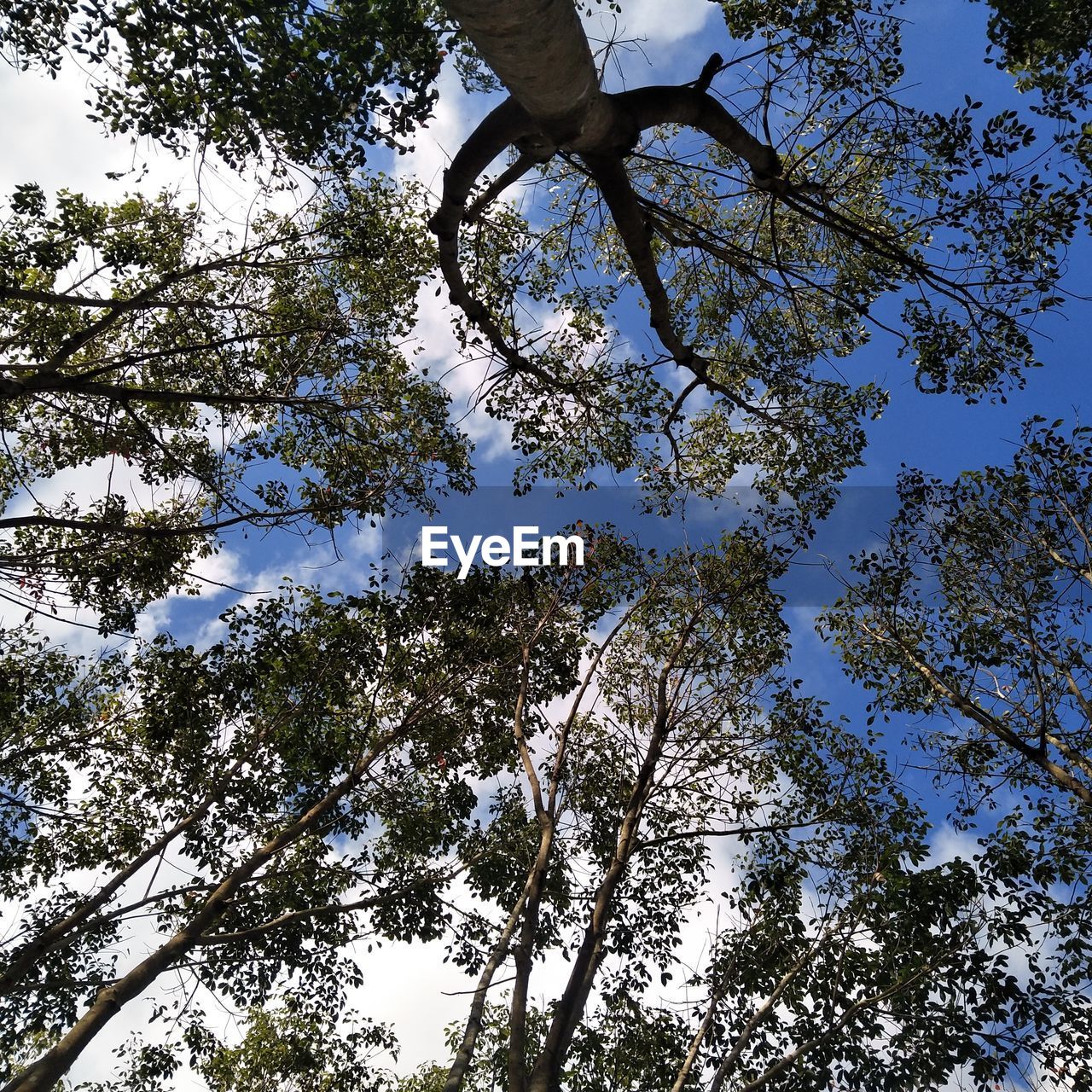 DIRECTLY BELOW SHOT OF TREES AGAINST SKY