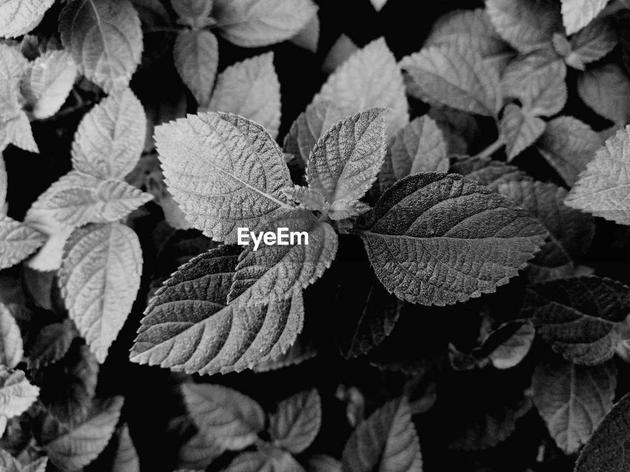 Full frame shot of leaves