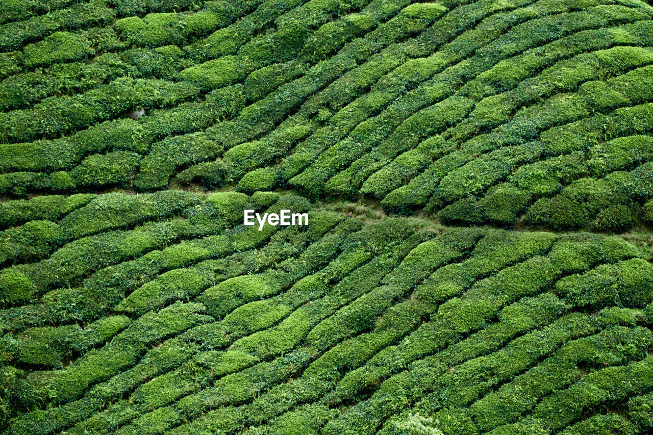 Full frame shot of crop growing on tea plantation