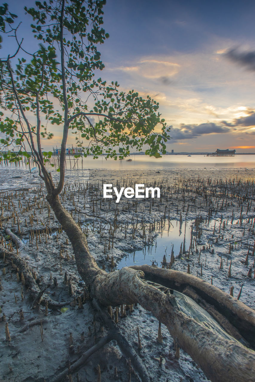 Tree in lake against sky during sunset