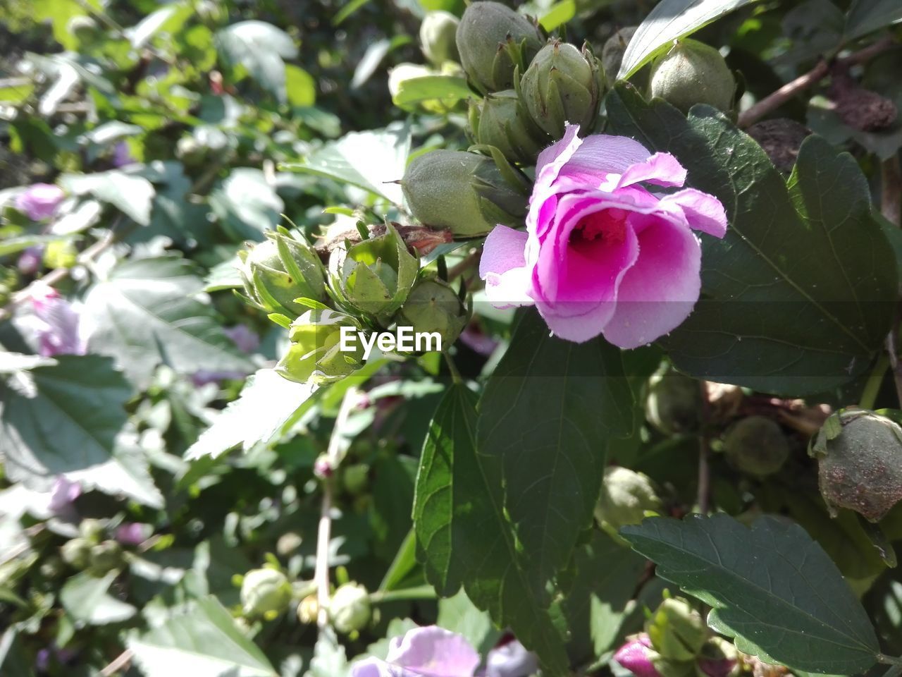 CLOSE-UP OF PINK COSMOS FLOWERS BLOOMING OUTDOORS