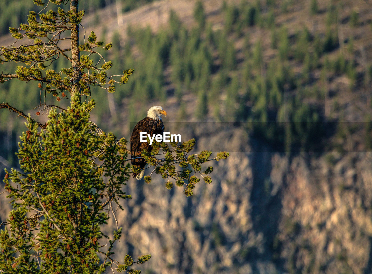 BIRD PERCHING ON TREE