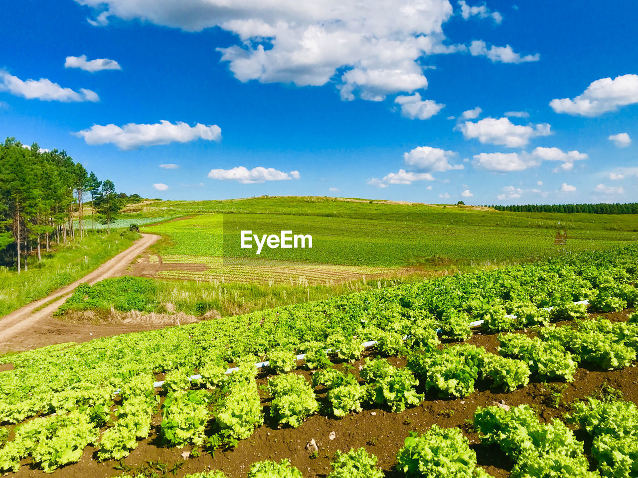 Scenic view of agricultural field against sky