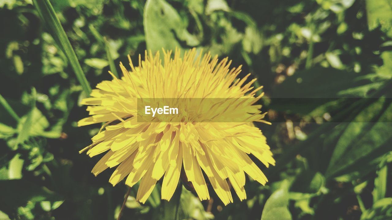 CLOSE-UP OF YELLOW DANDELION ON FLOWER