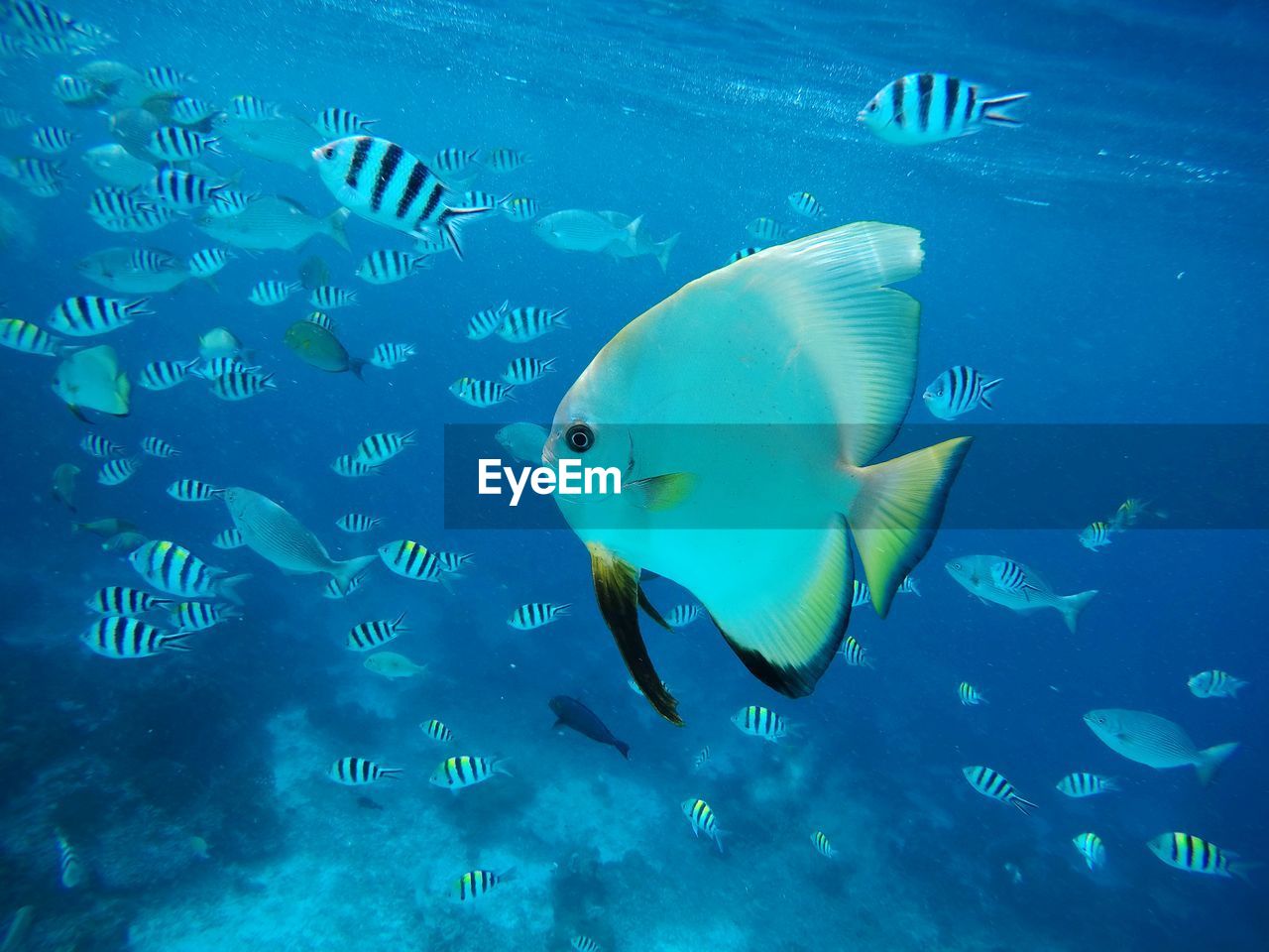 VIEW OF FISH SWIMMING IN SEA