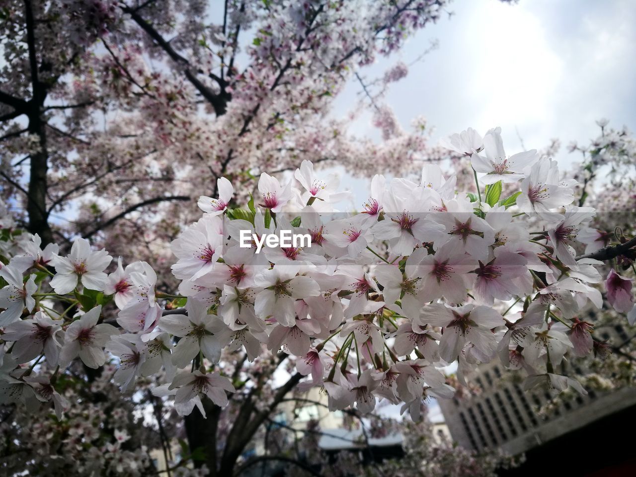 CLOSE-UP OF CHERRY BLOSSOM TREE IN SPRING
