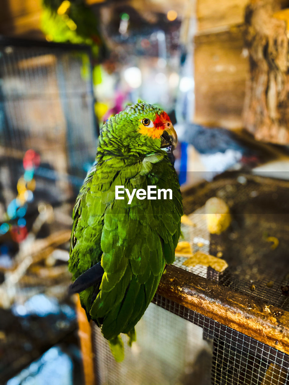 Parrot is green