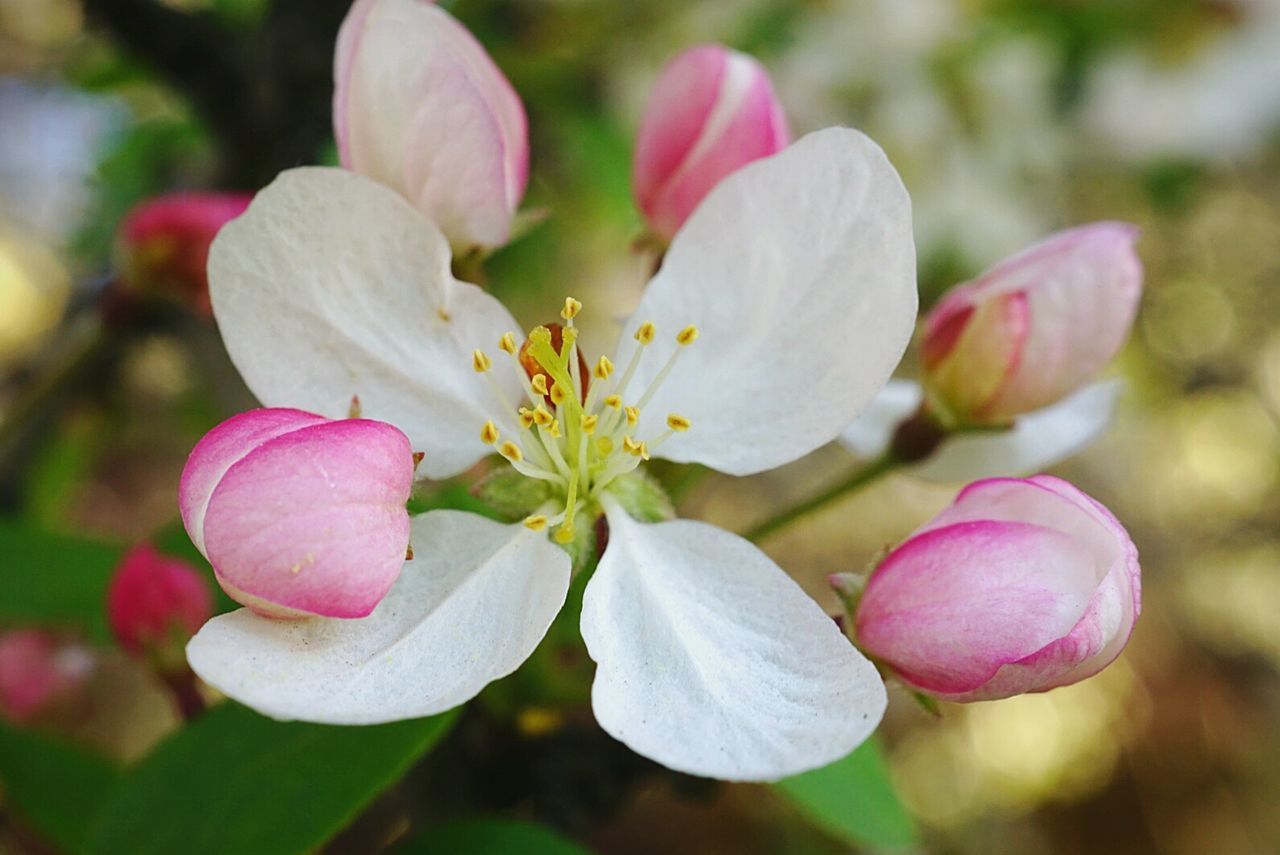 Close-up of pink flowers