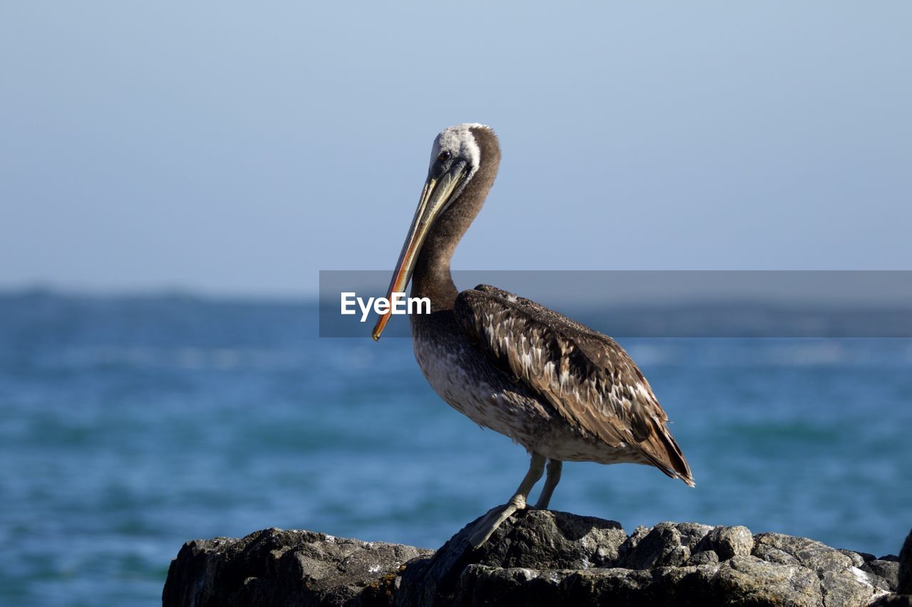 Close-up of pelican perching on rock by sea against sky