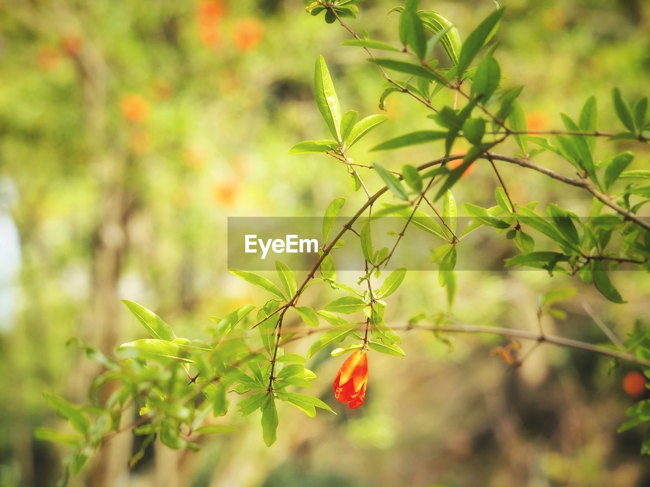 CLOSE-UP OF RED FLOWERING PLANT WITH LEAVES