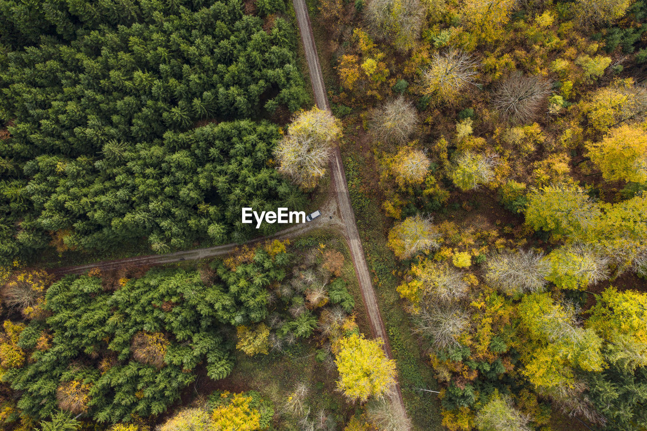 Aerial view of car driving along dirt road stretching through autumn forest