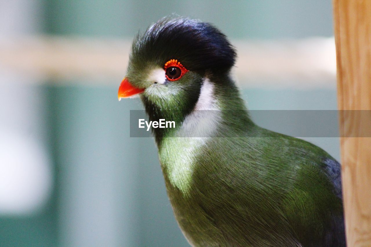 Close-up of bird