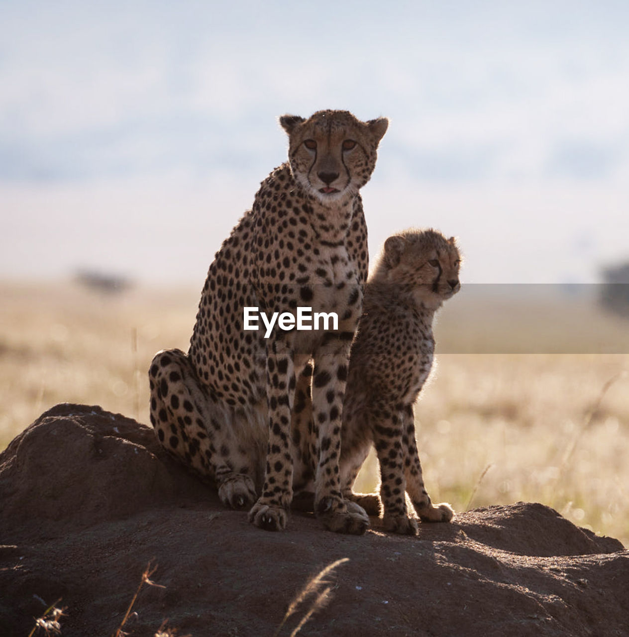 Cheetah on field