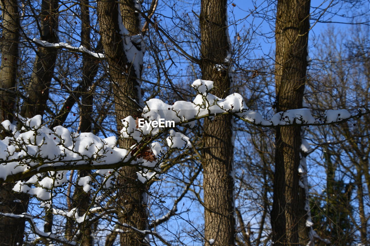 Low angle view of bare trees during winter