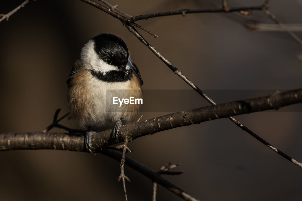 A black-capped chickadee, poecile atricapillus