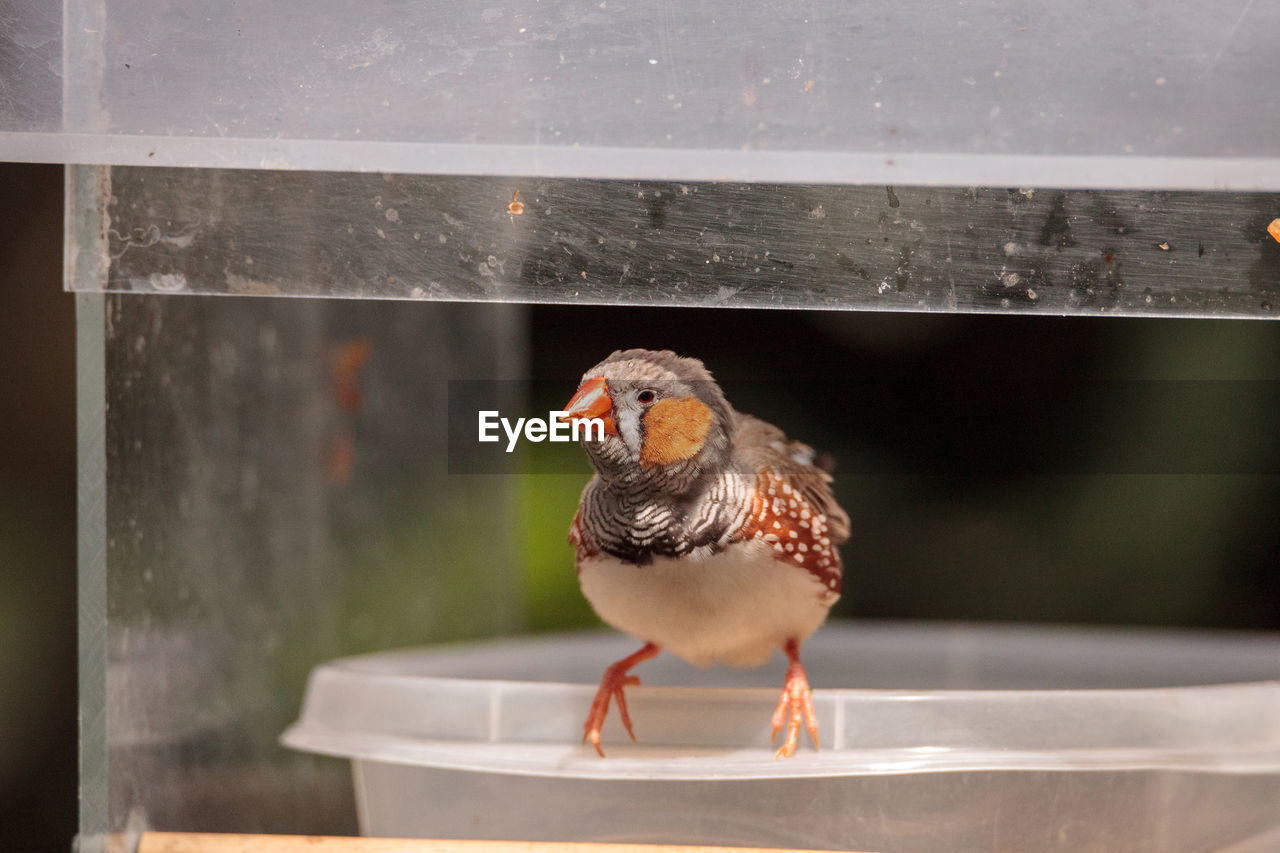 Close-up of bird perching on plastic container