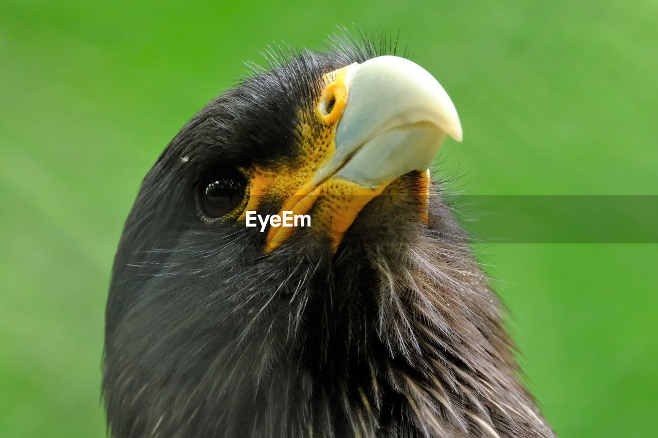 Close-up of a bird looking away