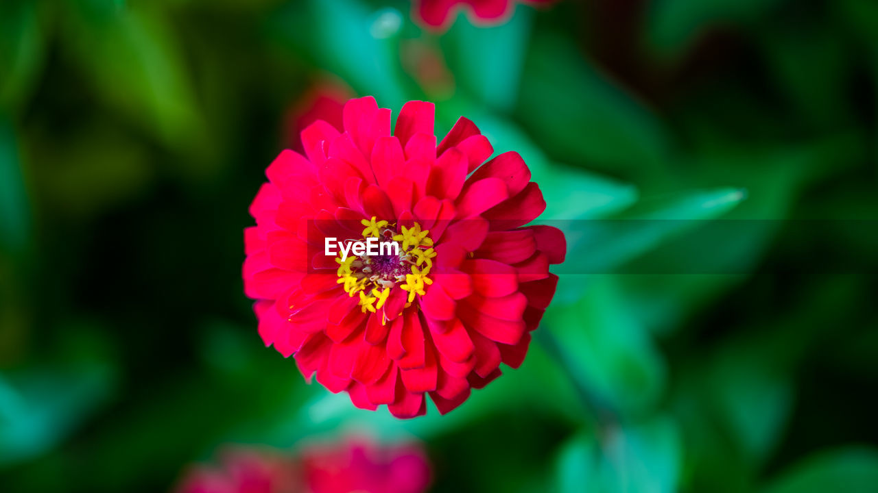 Close-up of pink flower