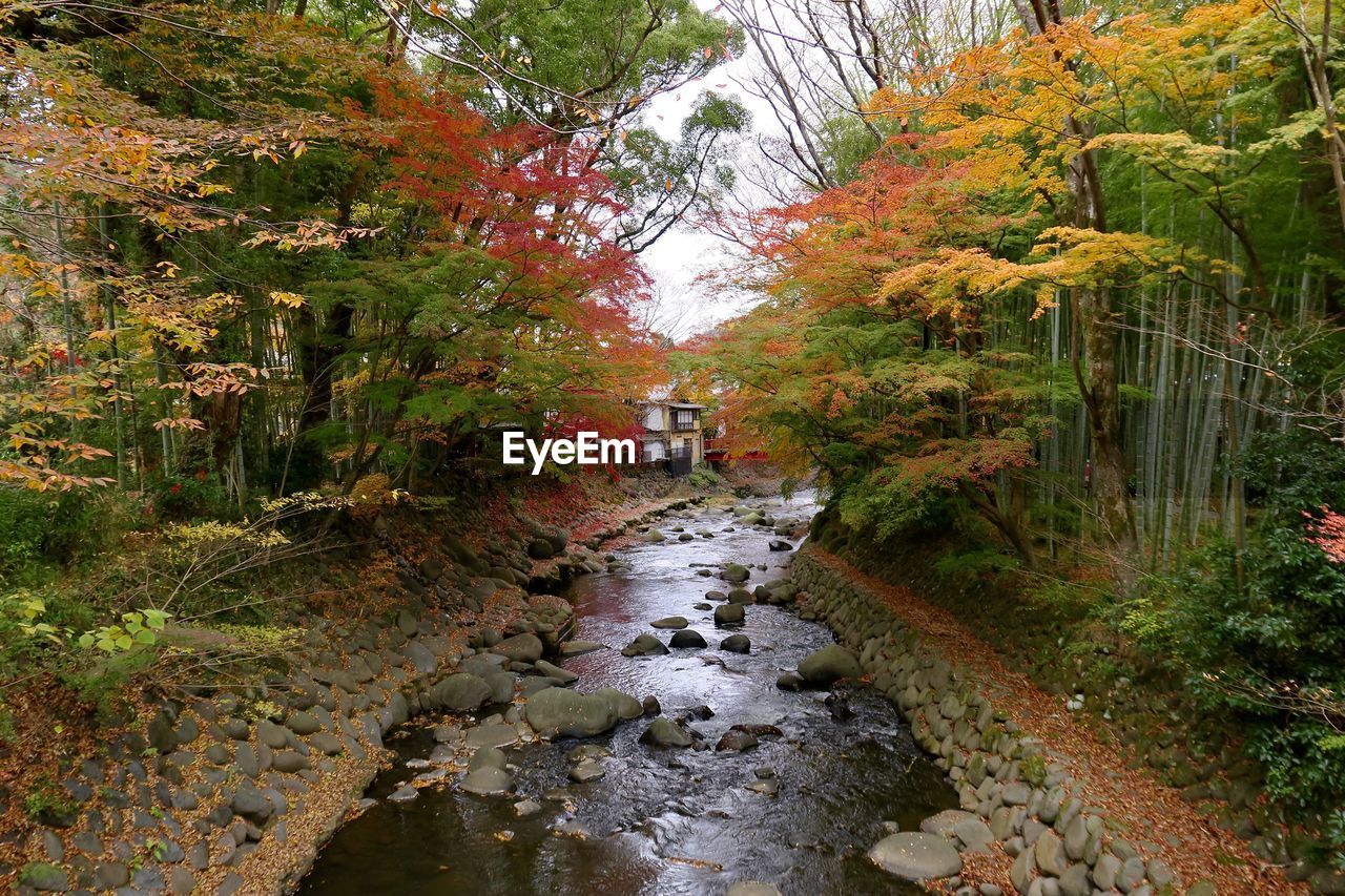 autumn, plant, tree, water, stream, nature, leaf, beauty in nature, woodland, forest, day, land, scenics - nature, river, creek, growth, tranquility, flower, wilderness, outdoors, rock, tranquil scene, footpath, trail, men, non-urban scene, watercourse, flowing water, environment, body of water, green, leisure activity, waterway, travel, idyllic, walking