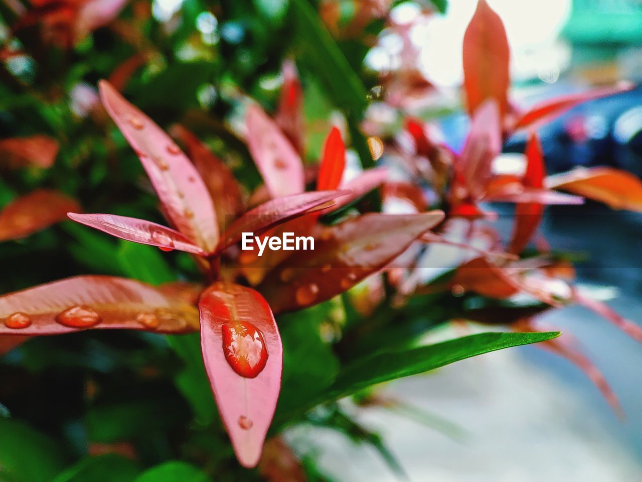 CLOSE-UP OF RED FLOWERING PLANTS