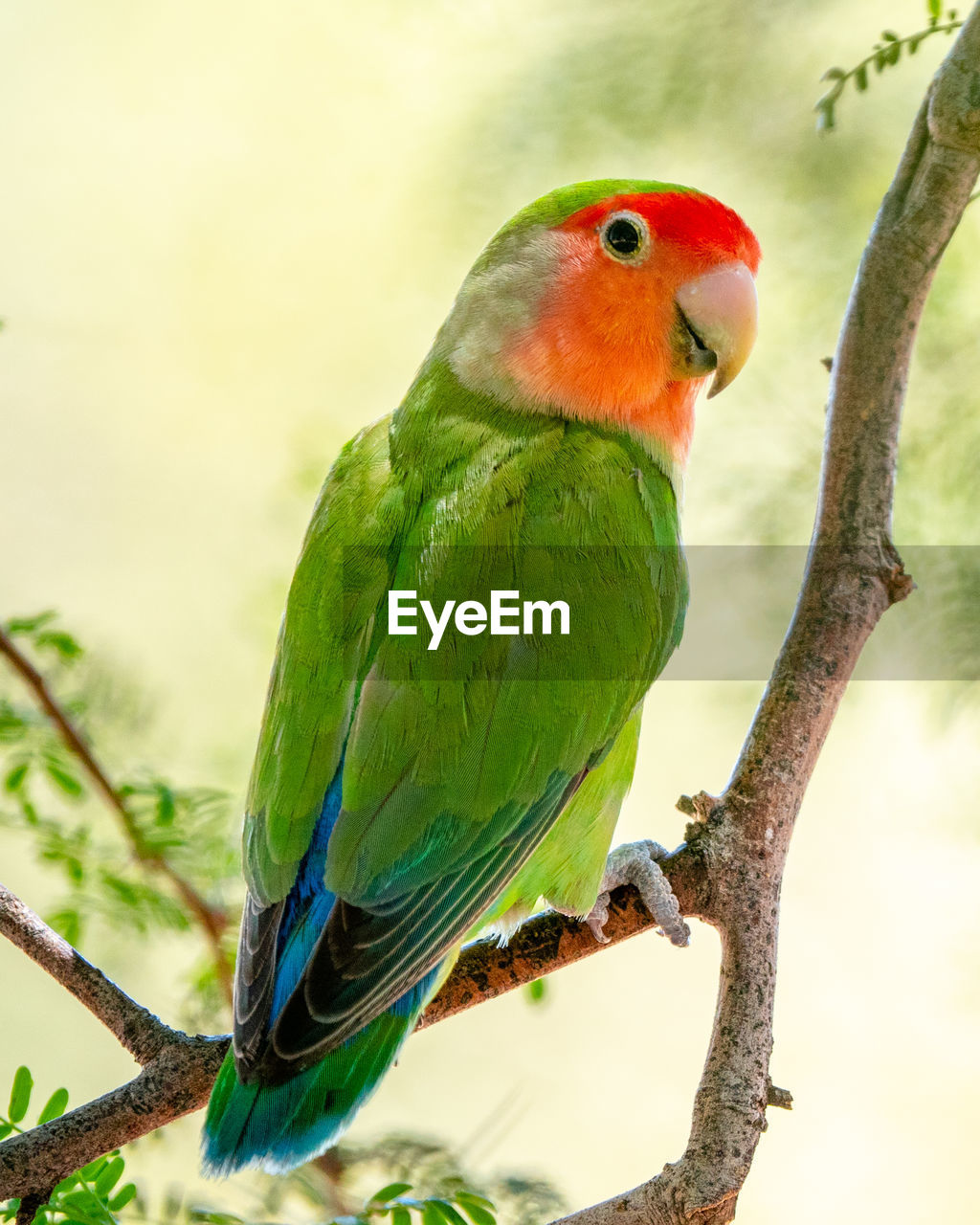 Nice plum-crowned parrot on a branch
