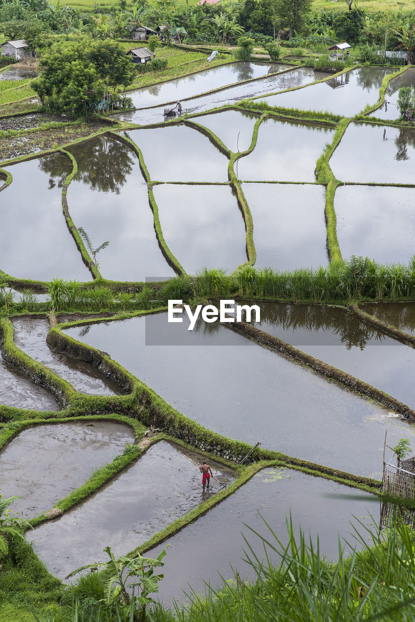 Rice terraces of bali