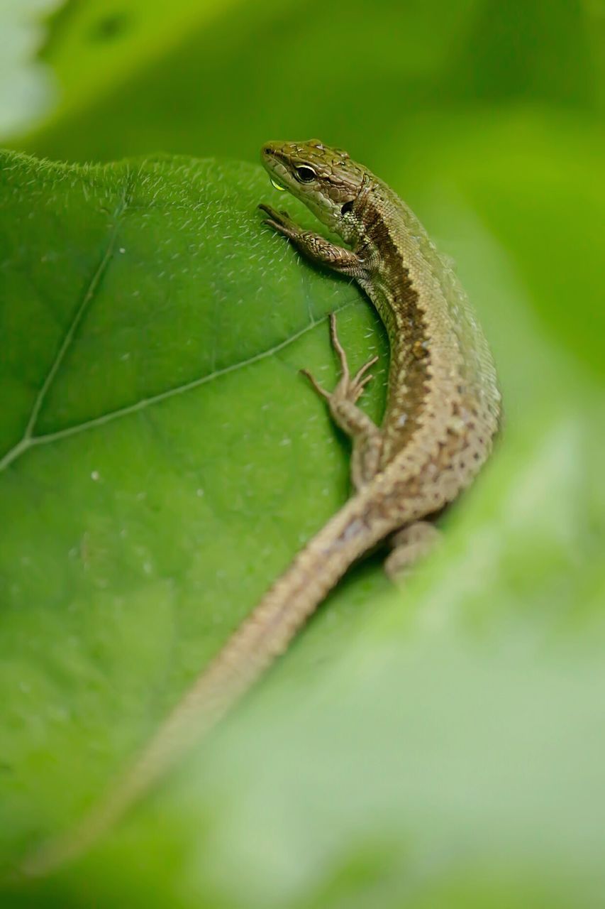 Close-up of lizard on leaf