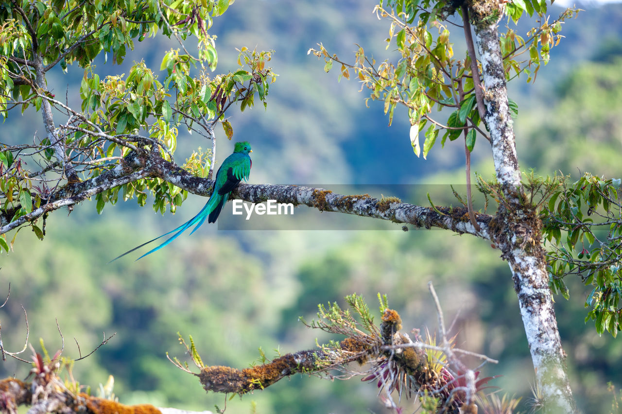 Resplendent quetzal - pharomachrus mocinno perching on a branch of a wild avocado tree in las tablas 