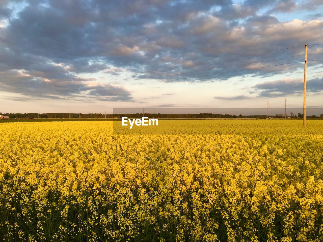 SCENIC VIEW OF FIELD AGAINST YELLOW SKY