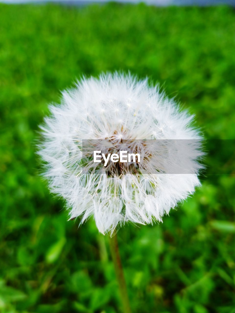 CLOSE-UP OF DANDELION FLOWERS