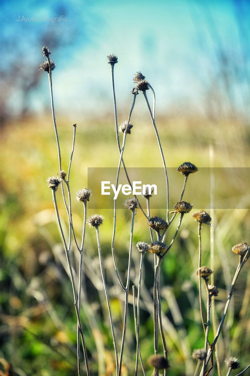 Close-up of dry plants on field