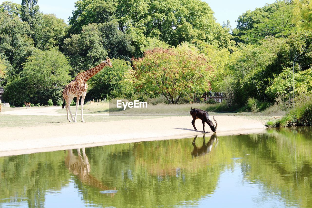 HORSE IN A LAKE