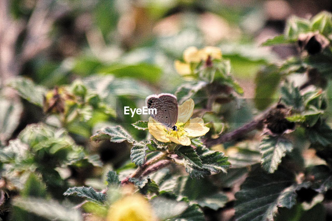 CLOSE-UP OF BUTTERFLY POLLINATING FLOWER